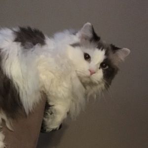 Meet your Posher, Kayla